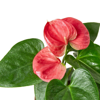 Anthurium Pink indoor plant with pink spathes and glossy green leaves on Tampa Home & Garden Store