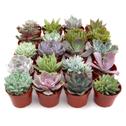 Succulent Variety Packs, assorted succulents in small red pots, House Plant Shop on Tampa Home & Garden Store