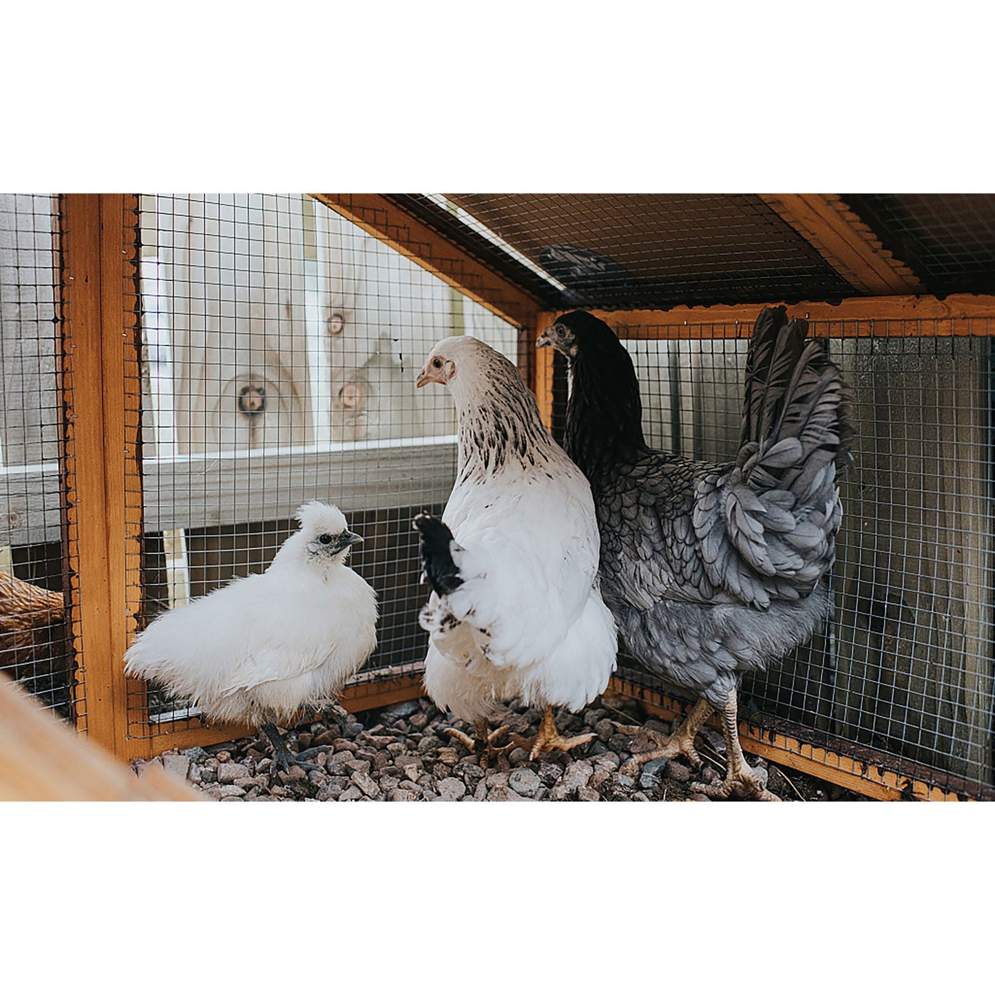 Galvanized Hardware Cloth and Wire Fence Roll
