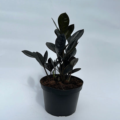 ZZ Black Raven Plant For Indoor Decor