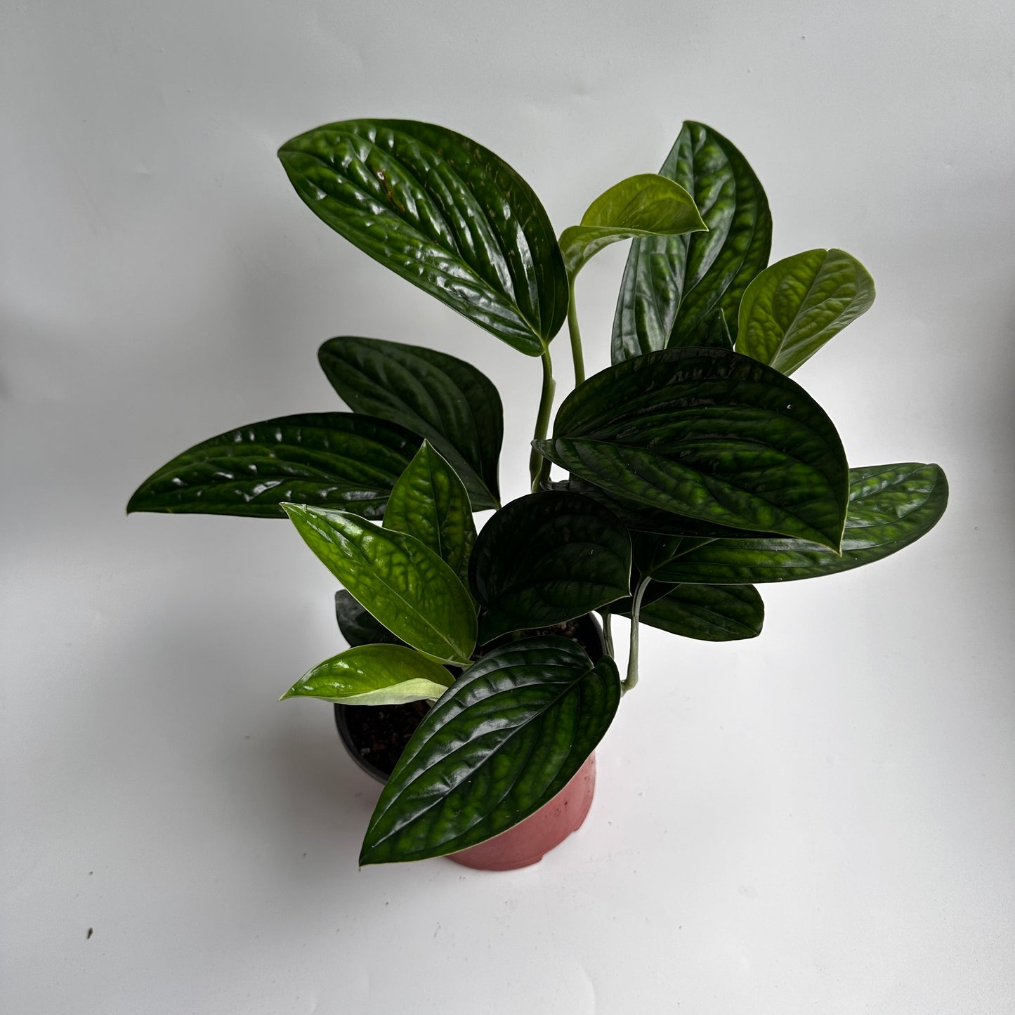Monstera Peru