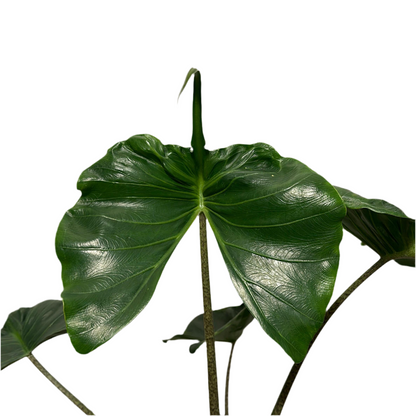 Alocasia Stingray plant with glossy dark green leaves and prominent veins on Tampa Home & Garden Store