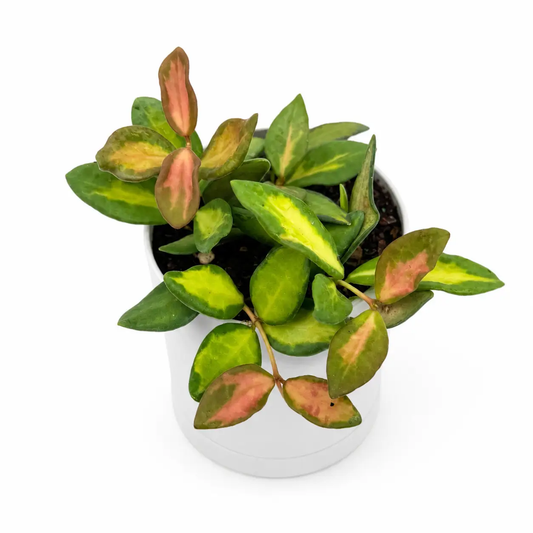 Variegated Hoya Burtoniae Plant for Hanging Decor