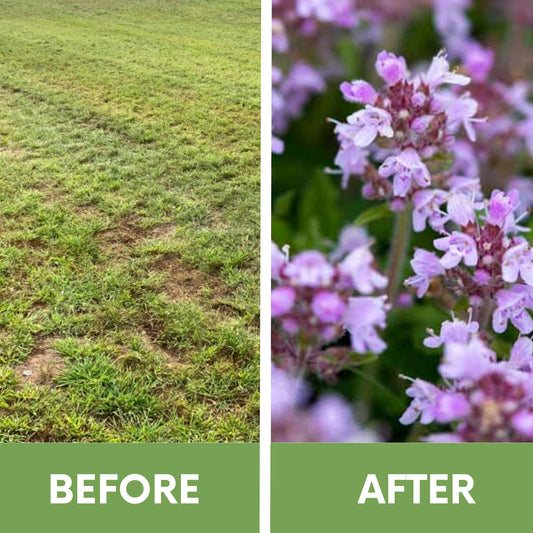 Creeping Thyme Easy Spread Shaker seeds by Flawn Seed Kits, purple flower clusters on Tampa Home & Garden Store
