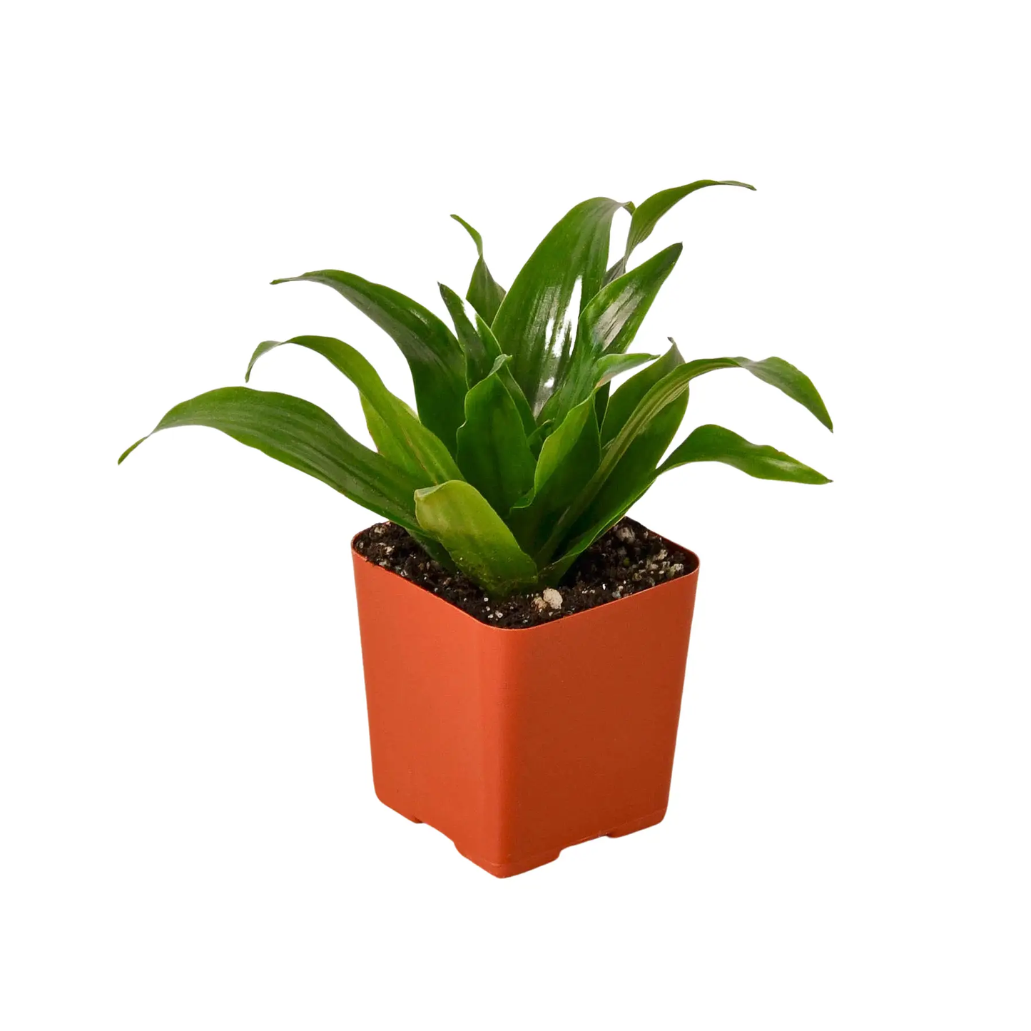 3 Inch Tropical Plant Variety Bundle Indoors