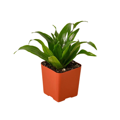 3 Inch Tropical Plant Variety Bundle Indoors