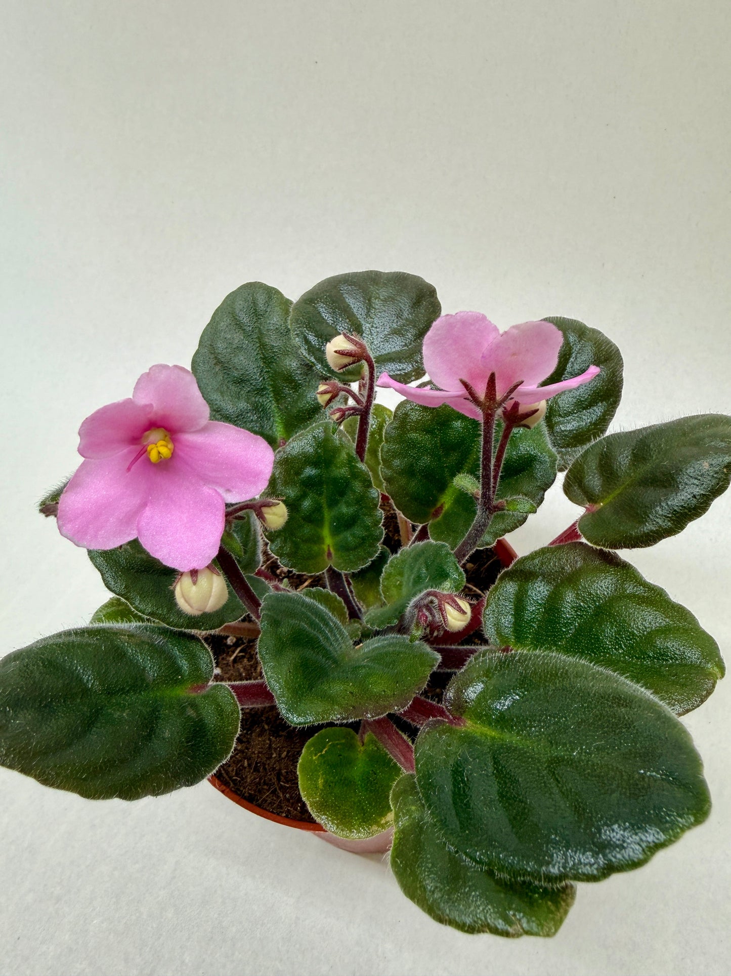 African Violet Pink 4-inch plant with fuzzy dark green leaves and pink blossoms on Tampa Home & Garden Store