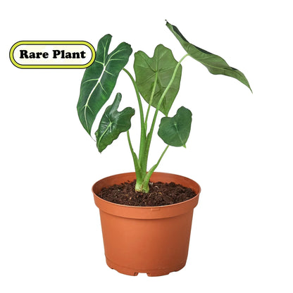 Alocasia Frydek indoor plant with green leaves in a terracotta pot Rooted Treasures Farms on Tampa Home & Garden Store