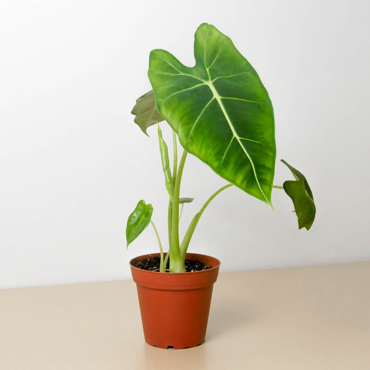 Alocasia Micholitziana Frydek indoor plant with large green leaves and pale veins on Tampa Home & Garden Store