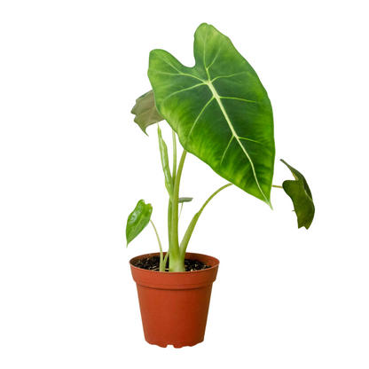 Alocasia Frydek indoor plant with large green leaves and pale veins in terracotta pot on Tampa Home & Garden Store