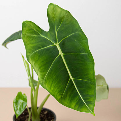 Alocasia Micholitziana Frydek indoor plant with a large glossy green leaf and pale veining on Tampa Home & Garden Store