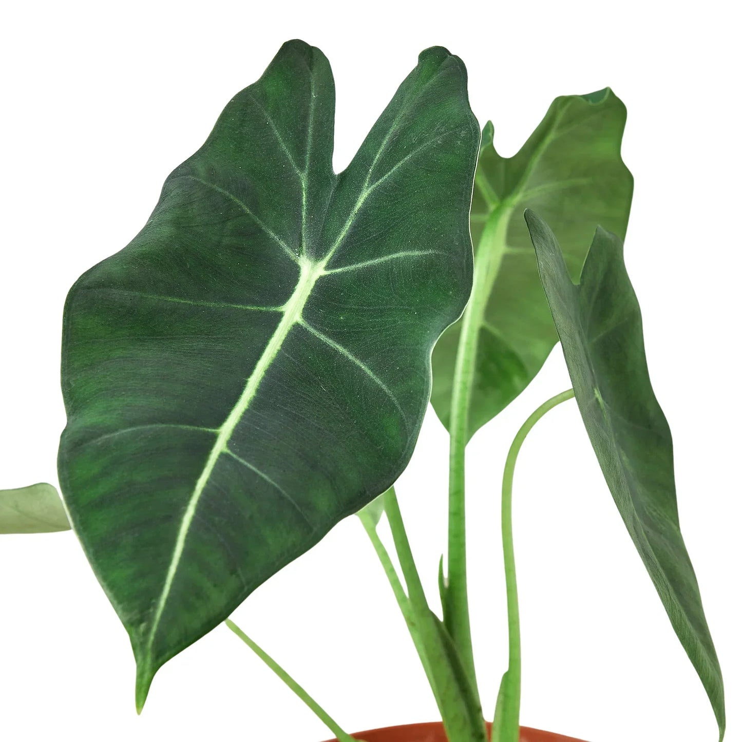 Alocasia Micholitziana Frydek indoor plant with dark green leaves in pot on Tampa Home & Garden Store