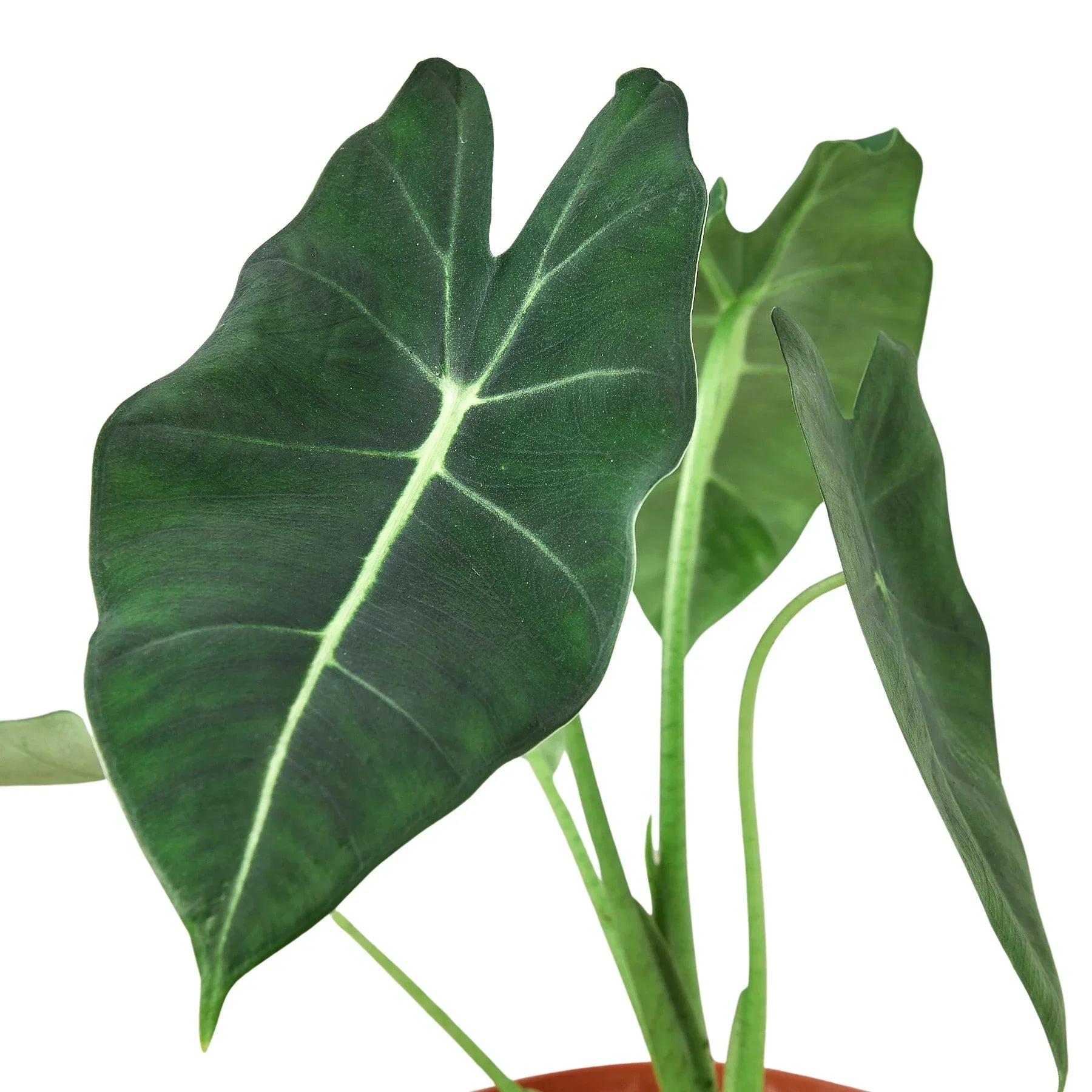 Alocasia Micholitziana Frydek indoor plant with dark green leaves in pot on Tampa Home & Garden Store