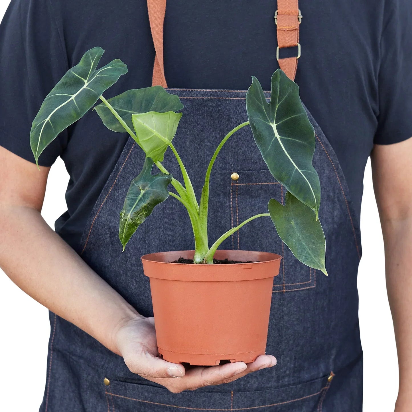 Alocasia Micholitziana 'Frydek' indoor plant with dark green leaves and pale venation in a terracotta pot on Tampa Home & Garden Store