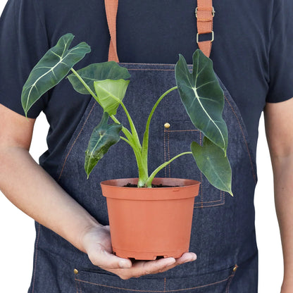 Alocasia Micholitziana 'Frydek' indoor plant with dark green leaves and pale venation in a terracotta pot on Tampa Home & Garden Store
