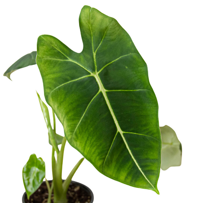 Alocasia Micholitziana Frydek leaf closeup with dark green blades and pale veins indoor plant on Tampa Home & Garden Store