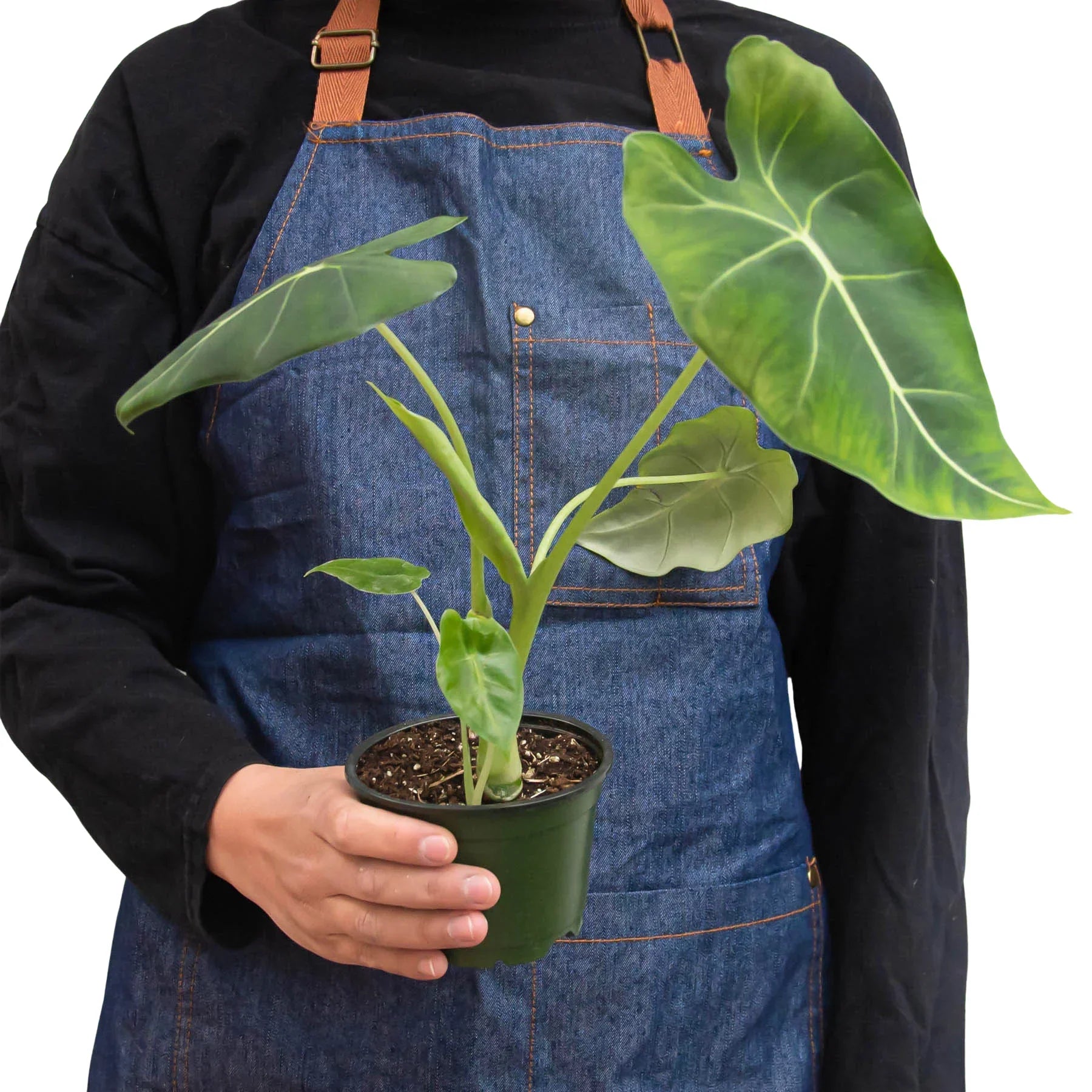Alocasia Micholitziana Frydek indoor plant with green-veined leaves Rooted Treasures Farms on Tampa Home & Garden Store