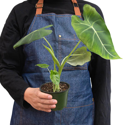 Alocasia Micholitziana Frydek indoor plant with green-veined leaves Rooted Treasures Farms on Tampa Home & Garden Store