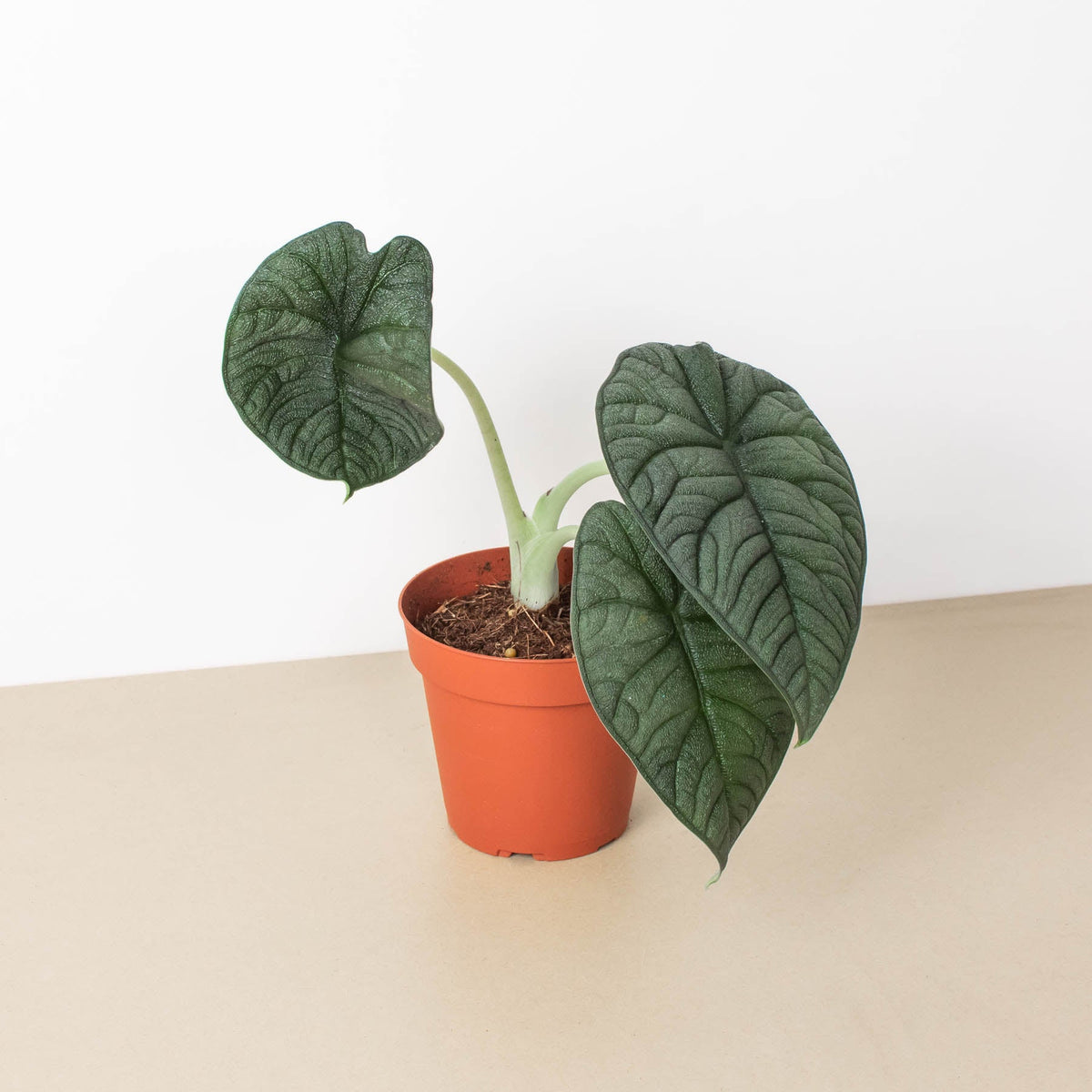 Alocasia Melo indoor plant with dark green leaves and pale green stems in a terracotta pot on Tampa Home & Garden Store