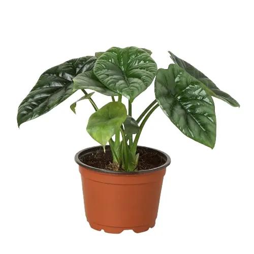 Alocasia Mirror Face indoor plant in a 4-inch pot with glossy dark green leaves House Plant Shop on Tampa Home & Garden Store