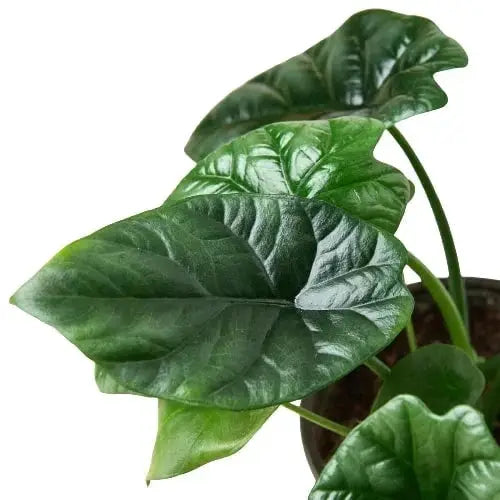 Alocasia Mirror Face plant with glossy dark green leaves in a 4-inch pot on Tampa Home & Garden Store