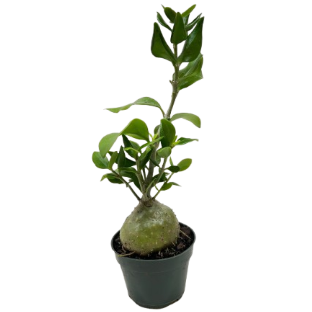 - image on Tampa Home & Garden Store