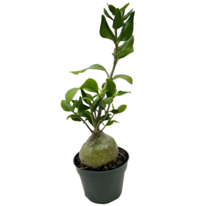 - image on Tampa Home & Garden Store