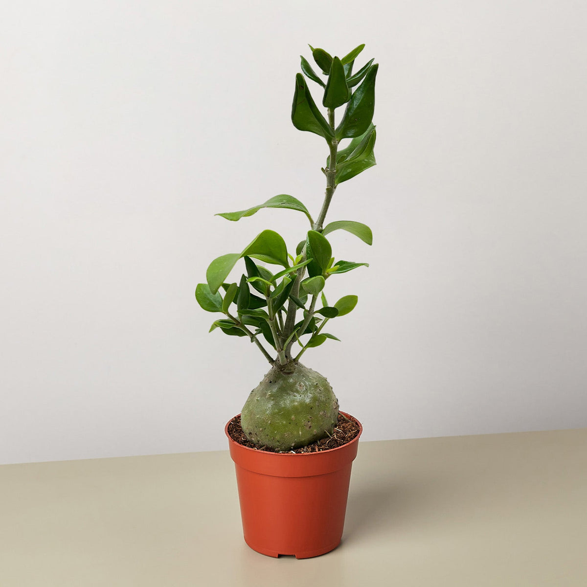 Ant Plant with bulbous caudex in an orange pot and glossy green leaves on Tampa Home & Garden Store