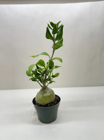 - image on Tampa Home & Garden Store