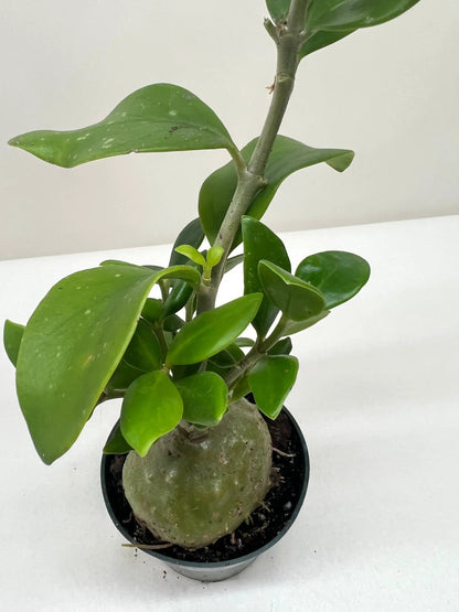 - image on Tampa Home & Garden Store