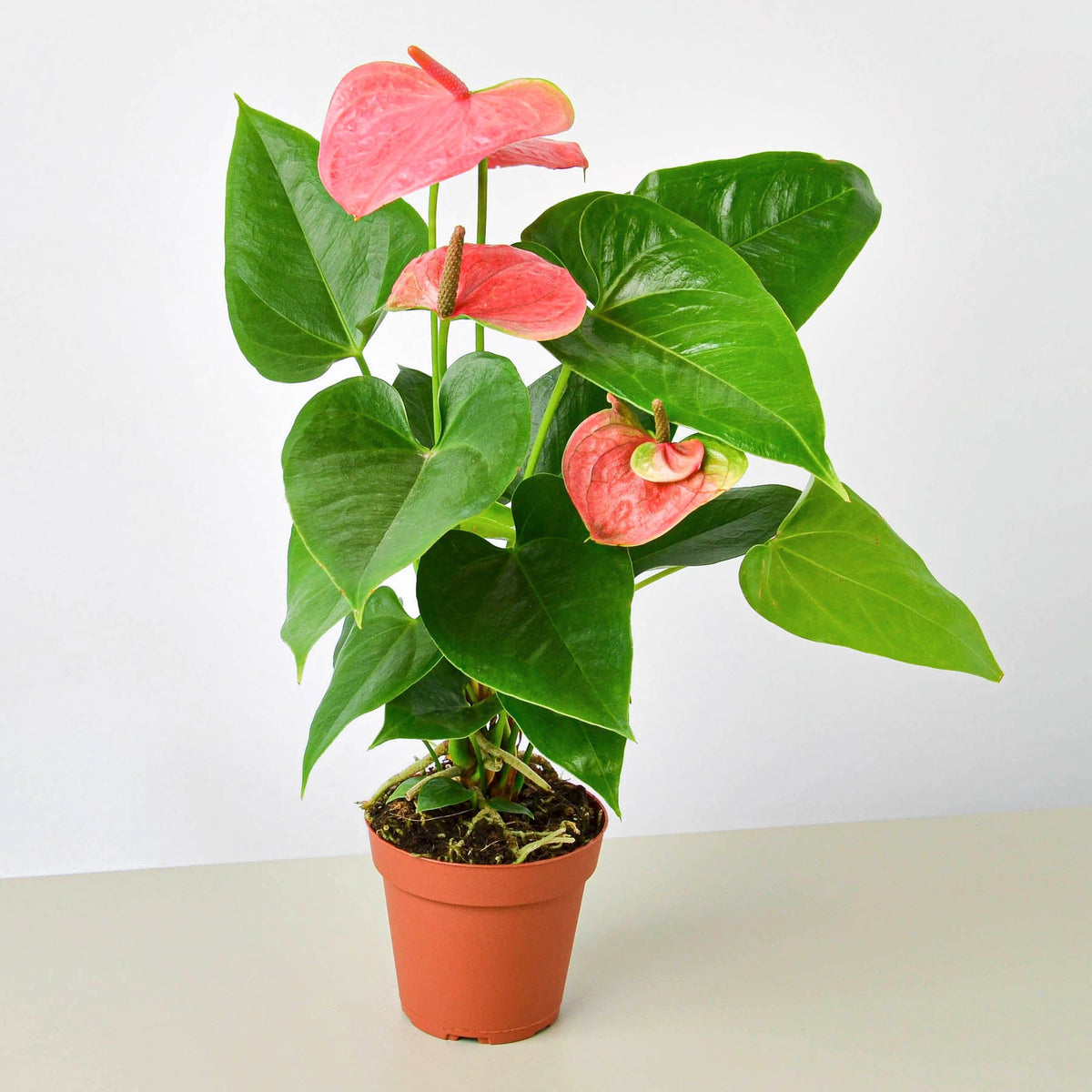 Anthurium Pink indoor plant with pink spathes and glossy green leaves in a terracotta pot on Tampa Home & Garden Store