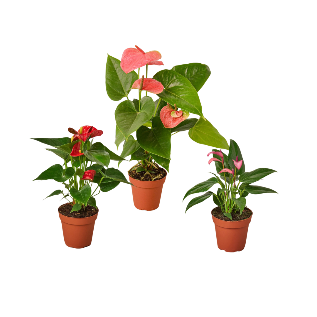 Anthurium Variety Pack All Colors 4 Inch Pots
