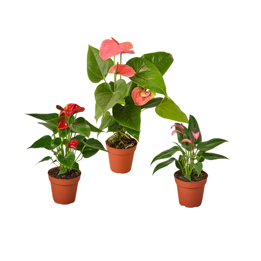 Three 4-inch Anthurium plants in terracotta pots with red, pink and coral spathes on Tampa Home & Garden Store