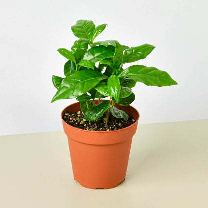 Arabica coffee plant indoor with glossy green leaves in an orange terracotta pot, multiple stems on Tampa Home & Garden Store