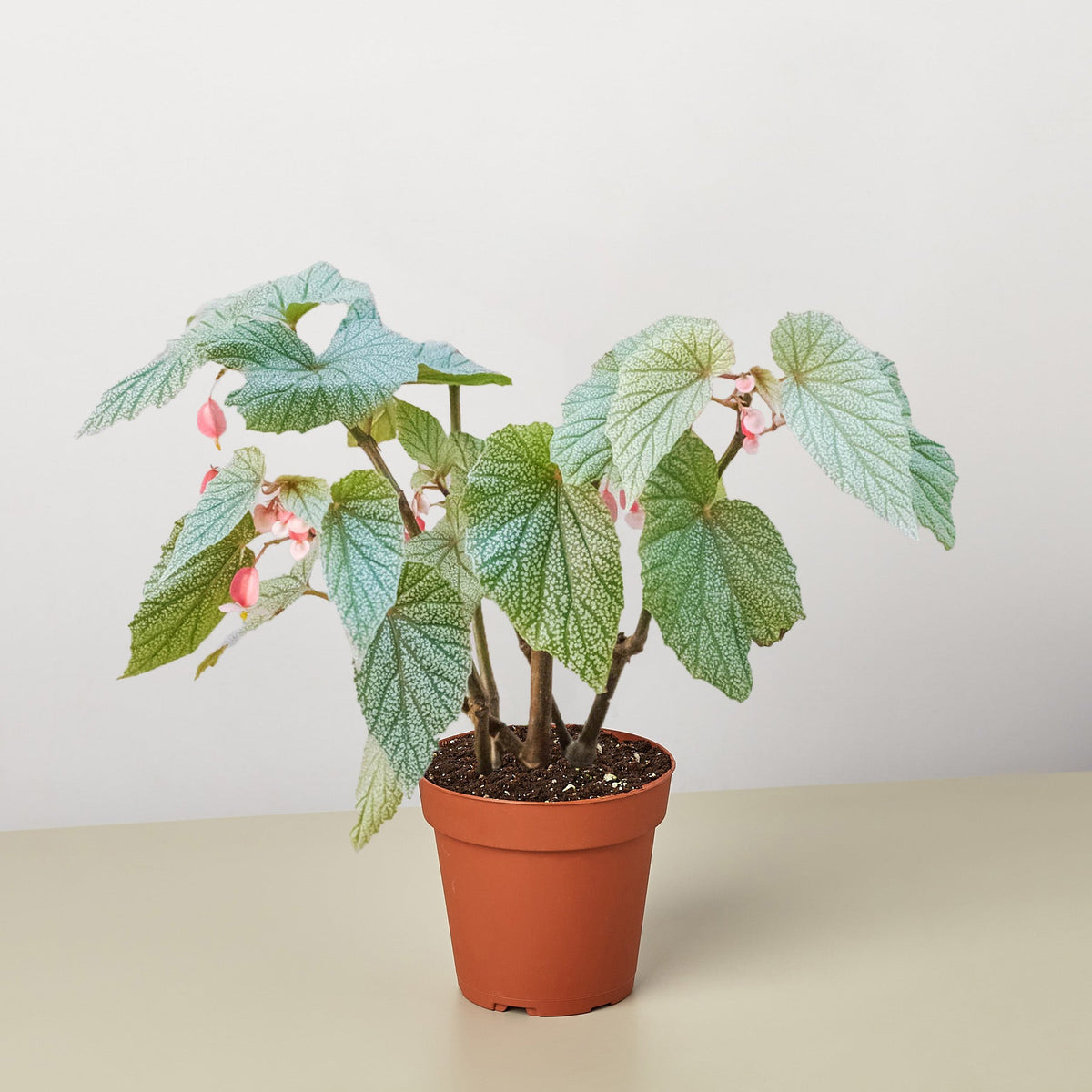 Begonia Frosty indoor plant with silver-veined leaves and pink hanging blooms in a terracotta pot on Tampa Home & Garden Store