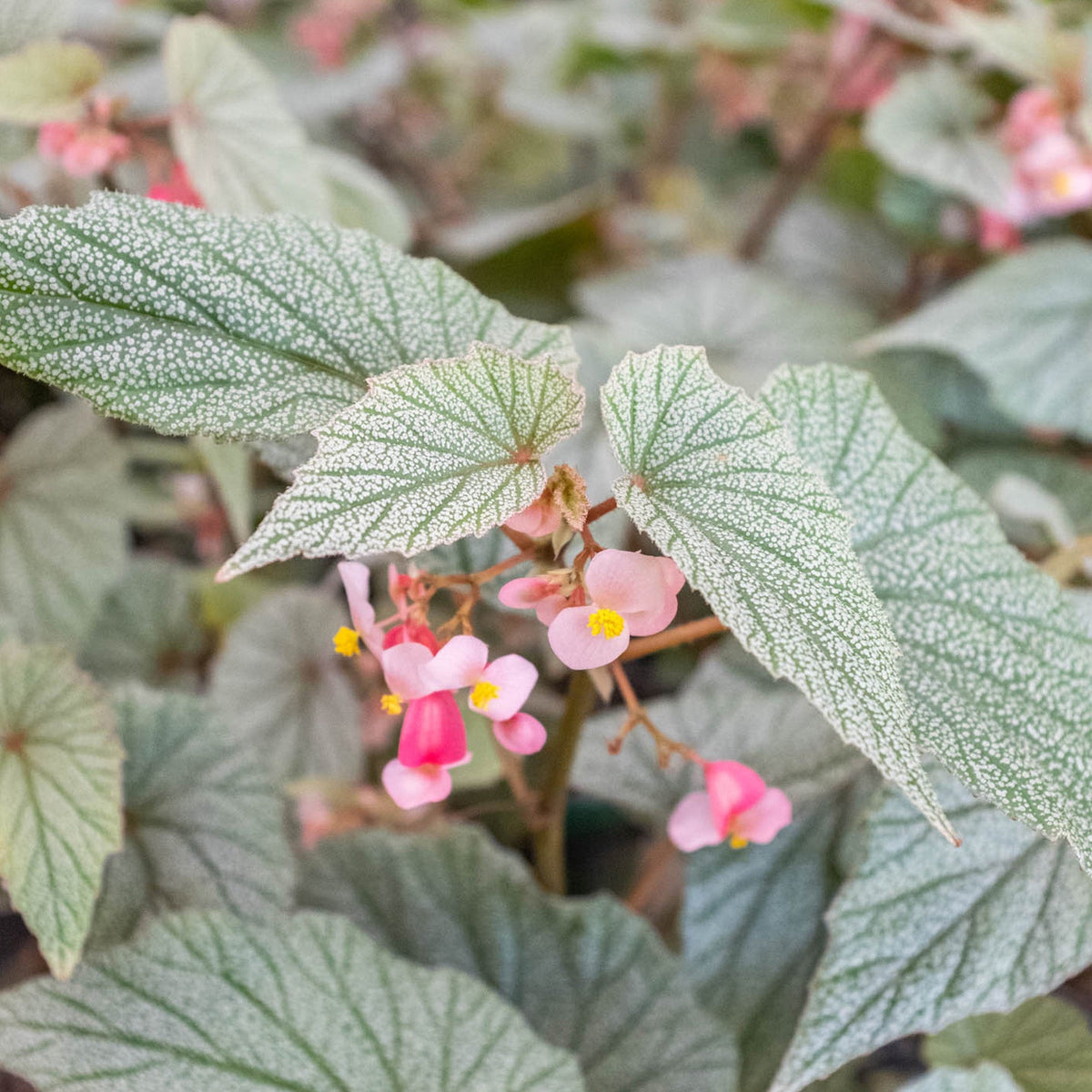 Begonia Frosty indoor plant with speckled frosted leaves and pink flowers on Tampa Home & Garden Store