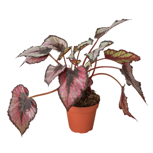 Begonia Rex plant in 4 inch pot with pink green variegated leaves and red stems House Plant Shop on Tampa Home & Garden Store