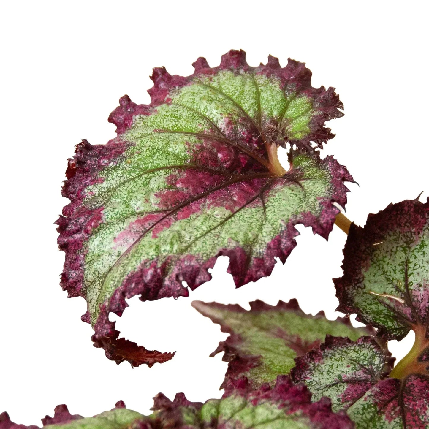 Bégonia 'Rex' - Lot de 4 variétés