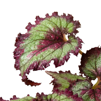 Bégonia 'Rex' - Lot de 4 variétés