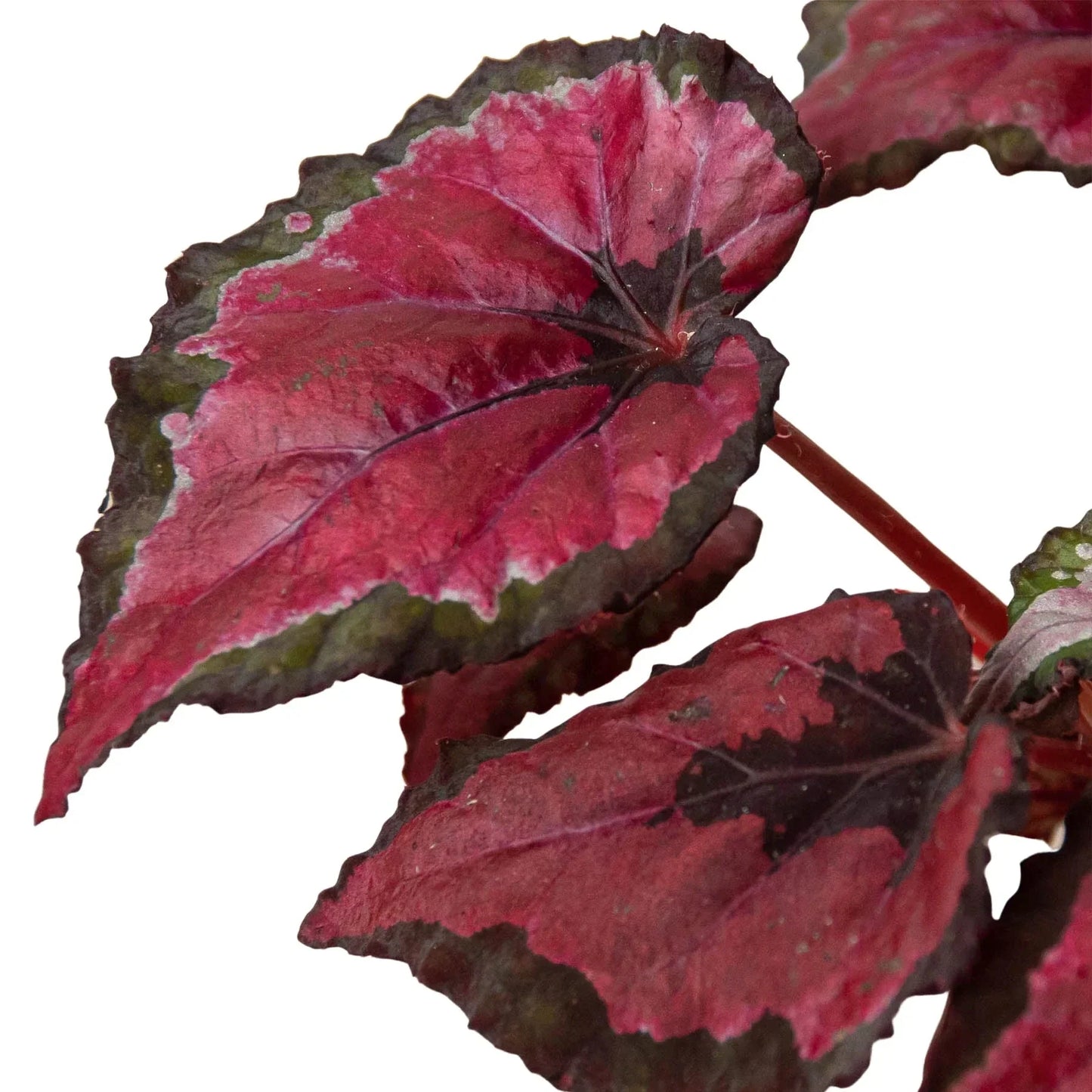 Bégonia 'Rex' - Lot de 4 variétés