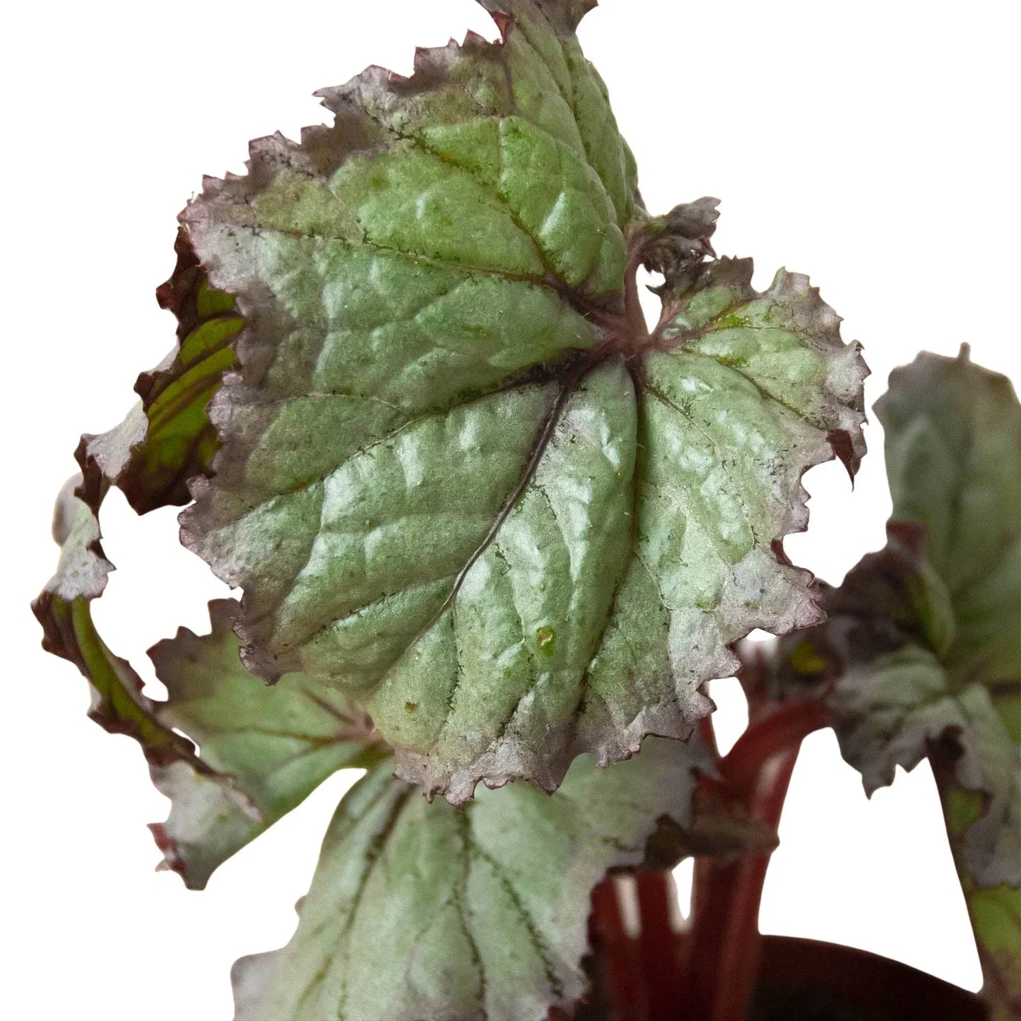 Bégonia 'Rex' - Lot de 4 variétés