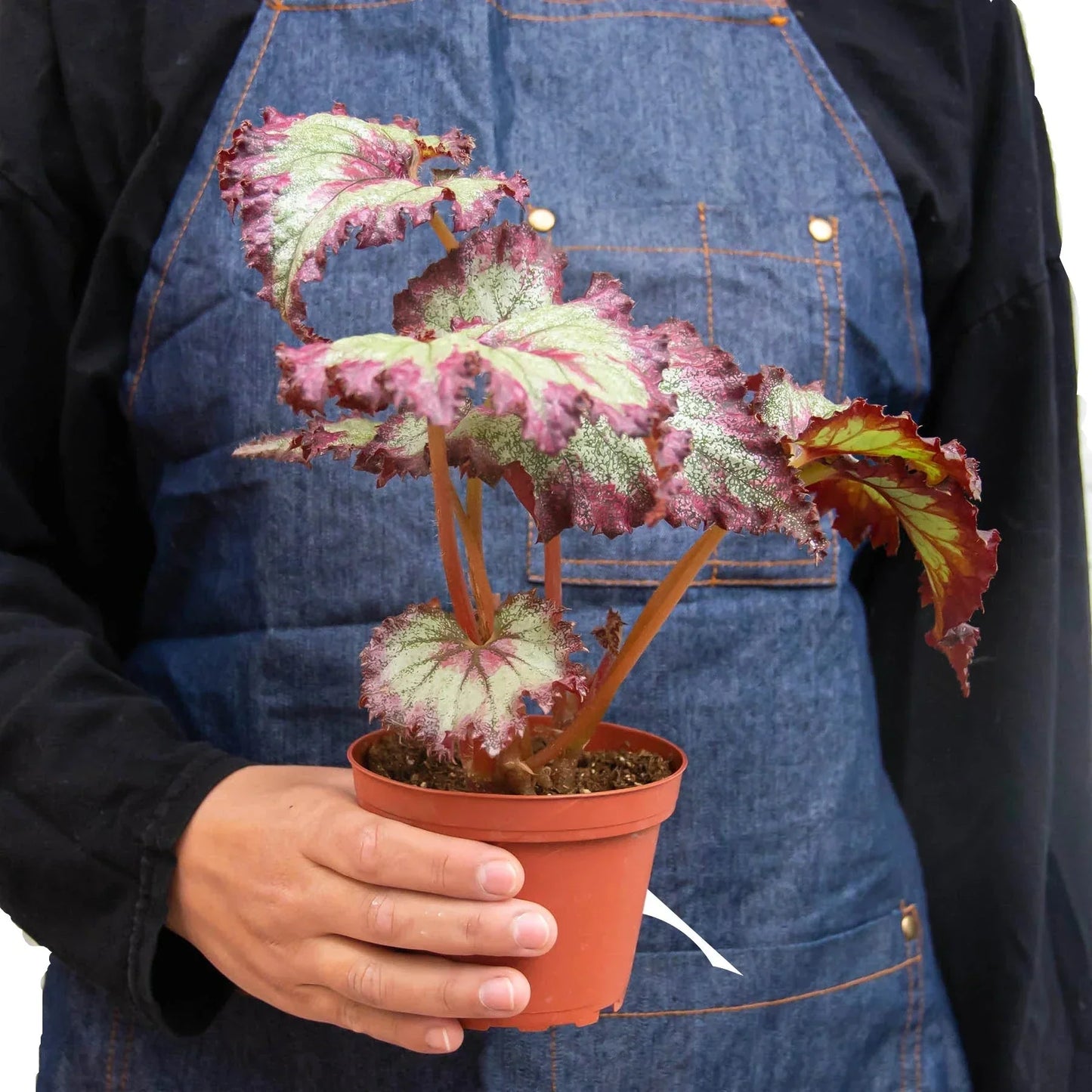 Bégonia 'Rex' - Lot de 4 variétés