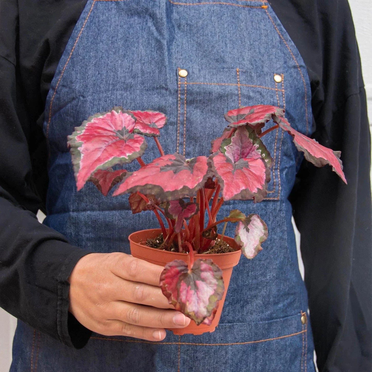 Bégonia 'Rex' - Lot de 4 variétés