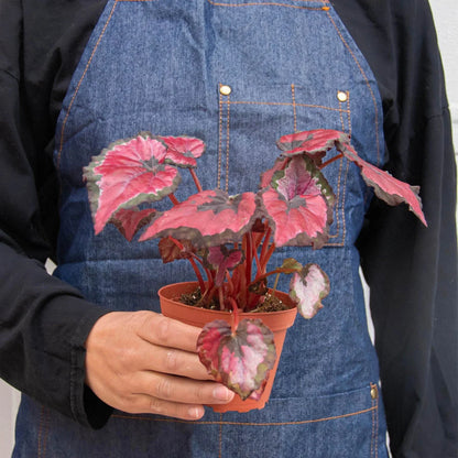 Bégonia 'Rex' - Lot de 4 variétés