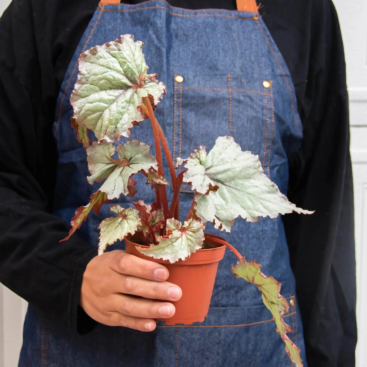 Bégonia 'Rex' - Lot de 4 variétés