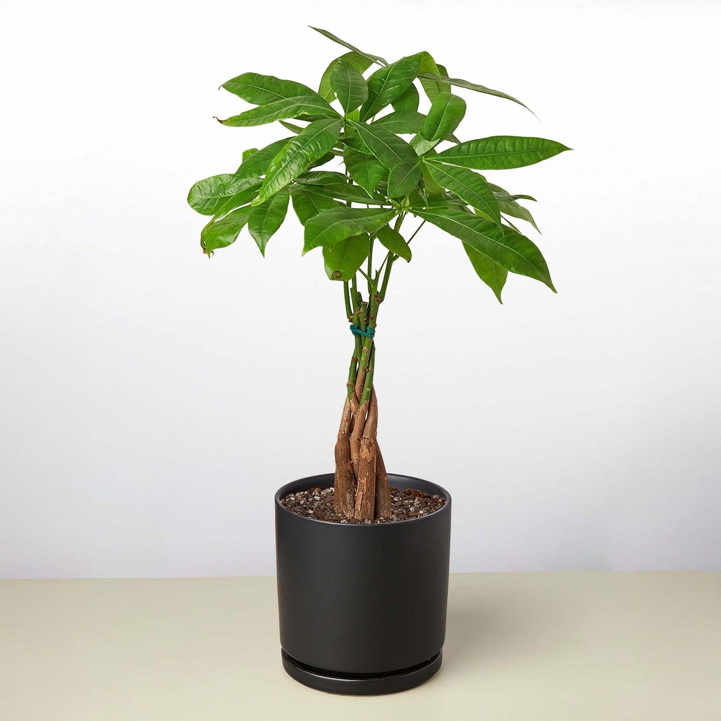 Money Tree Pachira Braid indoor plant with braided trunk and lush green leaves in a black pot on Tampa Home & Garden Store