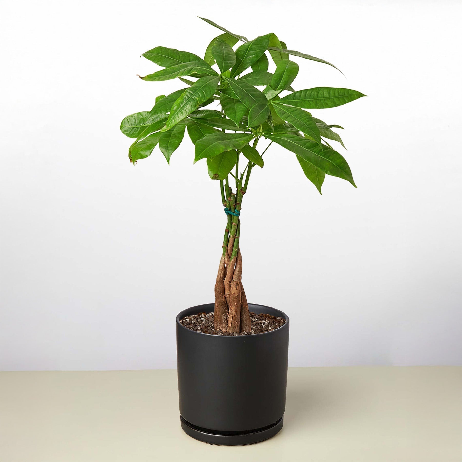Money Tree Pachira Braid indoor plant with braided trunk and lush green leaves in a black pot on Tampa Home & Garden Store