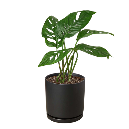 Monstera Adansonii Swiss Cheese indoor plant by Rooted Treasures Farms in a dark gray pot on Tampa Home & Garden Store