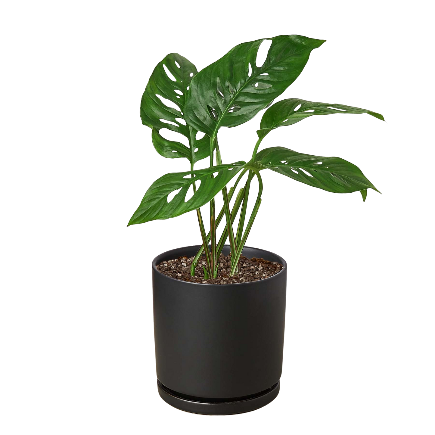 Monstera Adansonii Swiss Cheese plant in a 6-inch nursery pot with split-leaf leaves on Tampa Home & Garden Store
