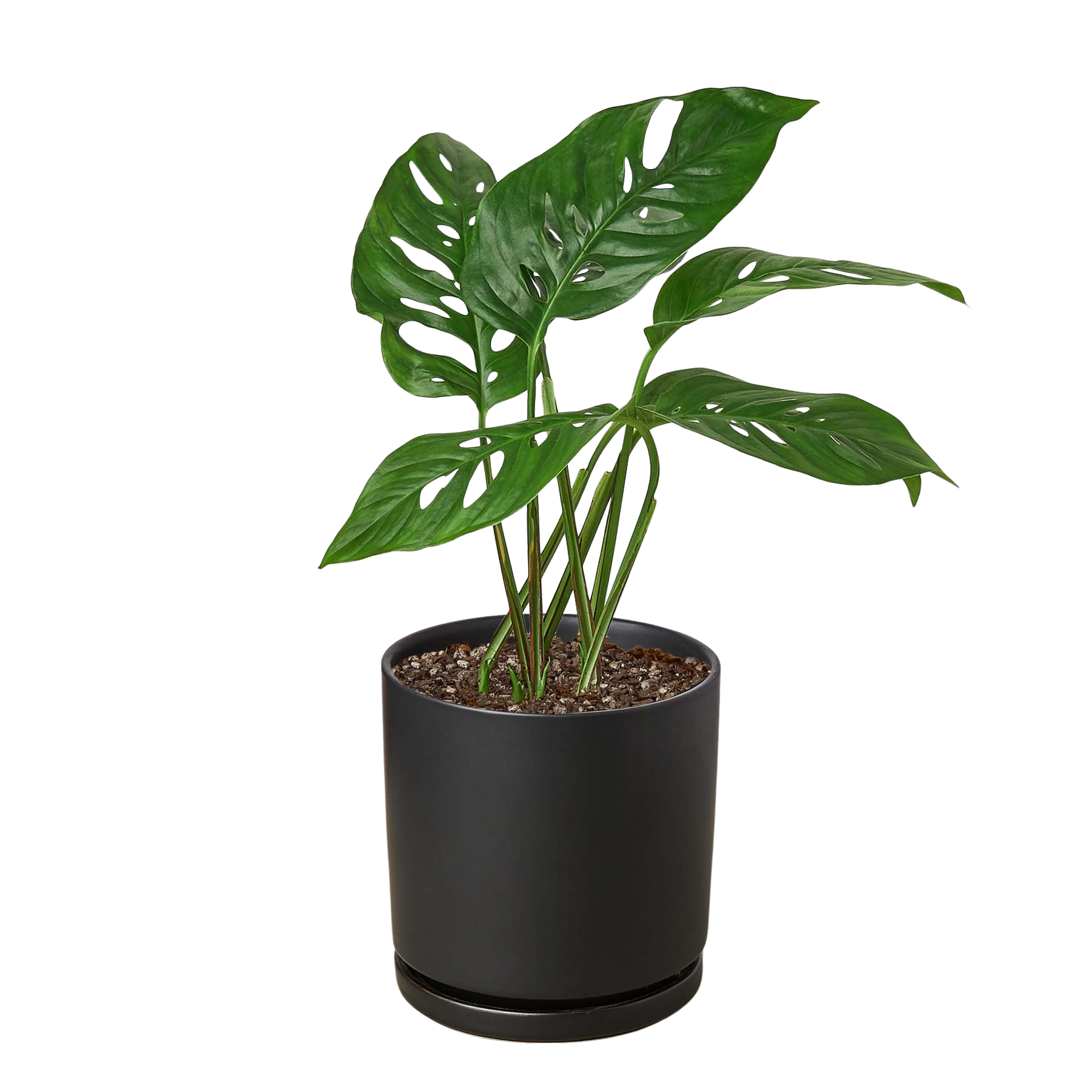 Monstera Adansonii Swiss Cheese plant in a 6-inch nursery pot with split-leaf leaves on Tampa Home & Garden Store